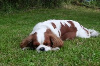 /album/fotogalerie-/cimg0052-jpg/